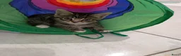Siberian cats for sale: Adorable Siberian Kittens  - Advert 27