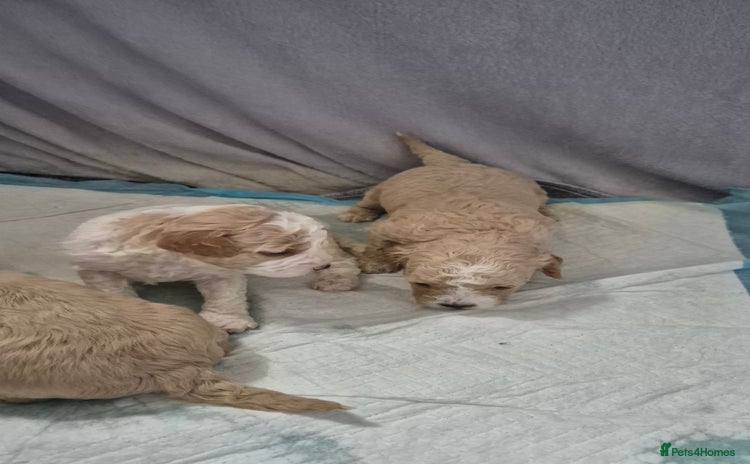 Mixed Breed dogs - Advert 9