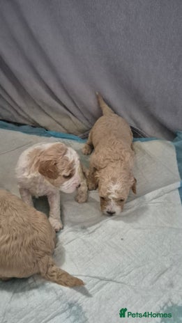 Mixed Breed dogs - Advert 9