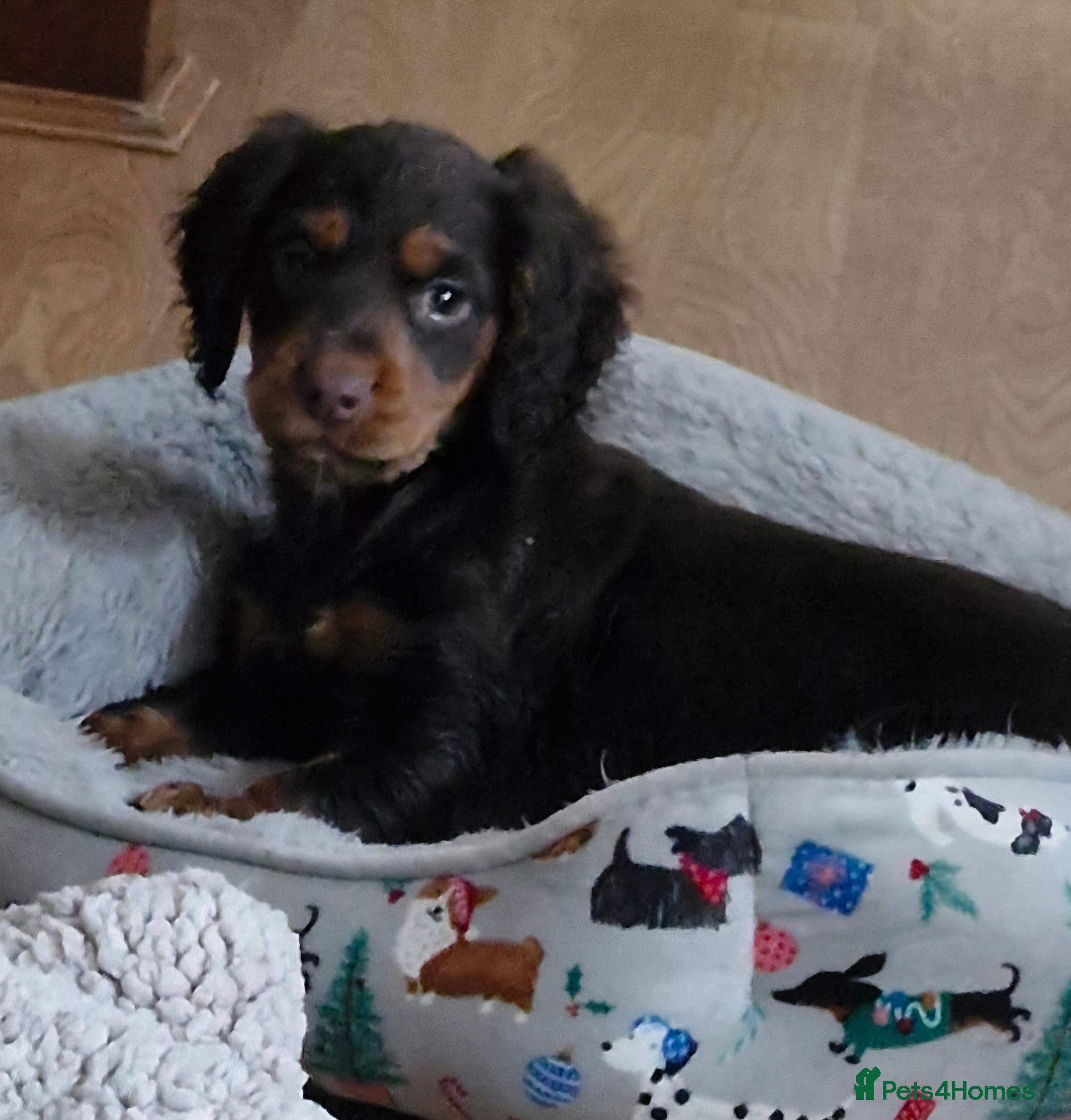 Cocker Spaniel dogs COCKER SPANIEL PUPPIES - Advert 7