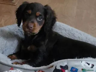 Cocker Spaniel dogs COCKER SPANIEL PUPPIES - Advert 7
