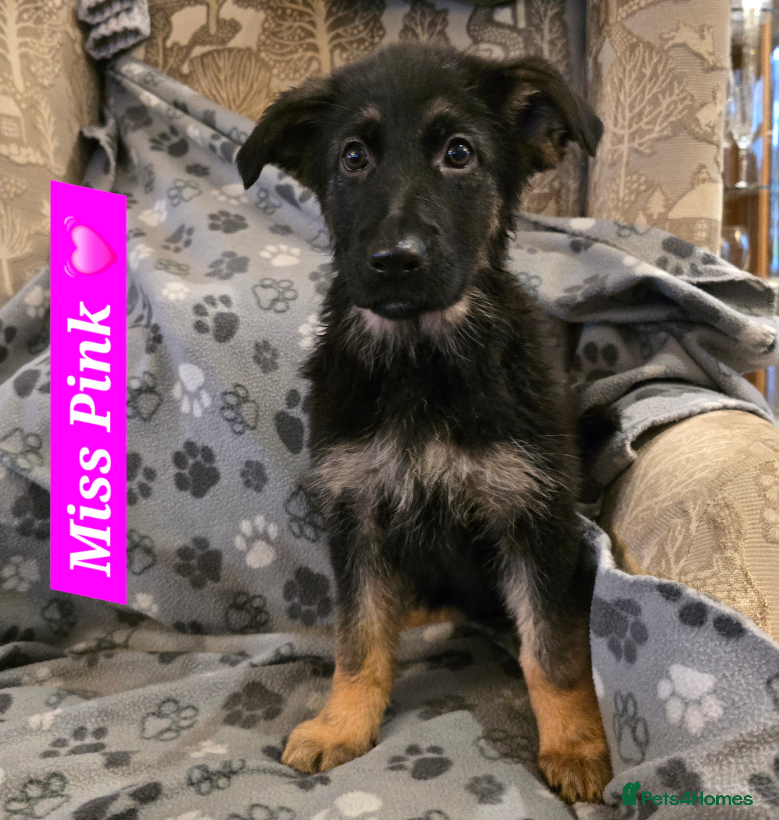 German Shepherd dogs 2 Beautiful GS females 💚💗 ready to go! - Advert 5
