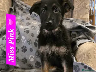 German Shepherd dogs 2 Beautiful GS females 💚💗 ready to go! - Advert 5