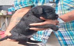 Patterdale Terrier dogs for sale: Well socialised Patterdales For Sale,ready now. - Image 7
