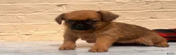 Griffon Bruxellois dogs for sale: Beautiful Brussels Griffon puppies - Advert 25