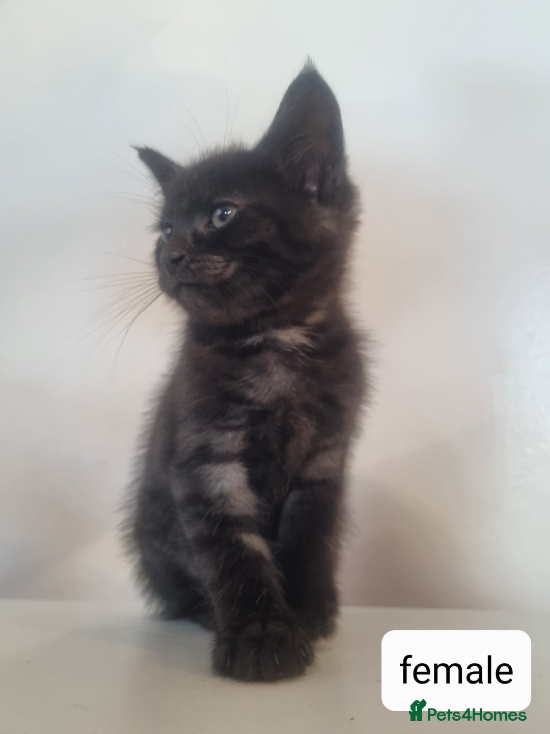 Maine Coon cats for sale: 4 adorable 😍 Mainecoon girls - Advert 17