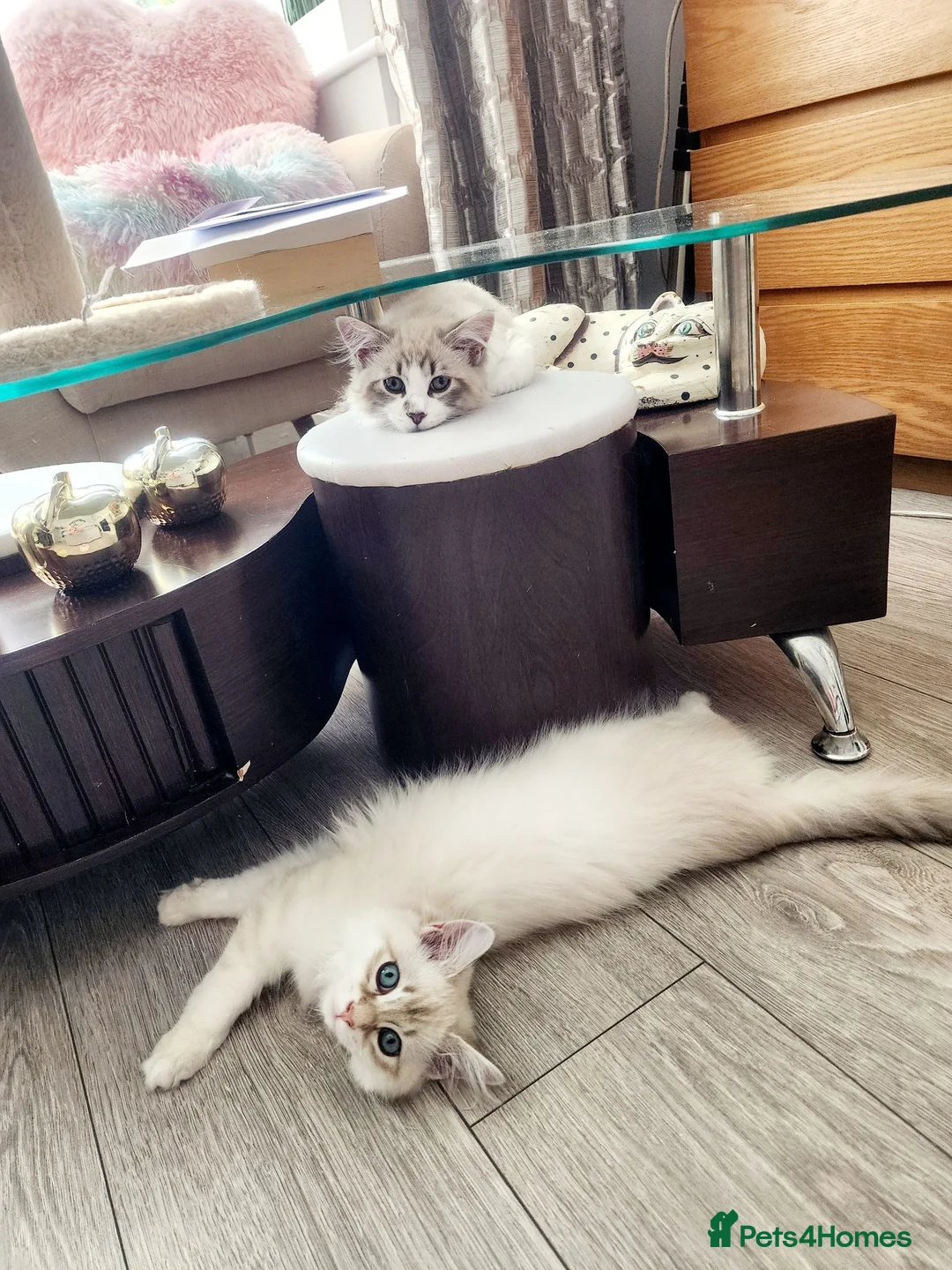 Siberian cats for sale: Siberian Male Kitten GCCF Reg Active Breeding  - Advert 2
