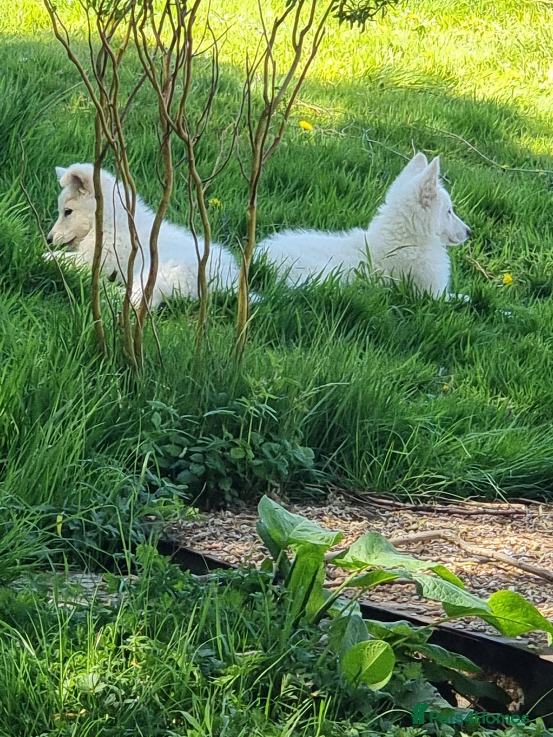 German Shepherd dogs for sale: White German Shepherd Kc registered female puppy - Advert 4