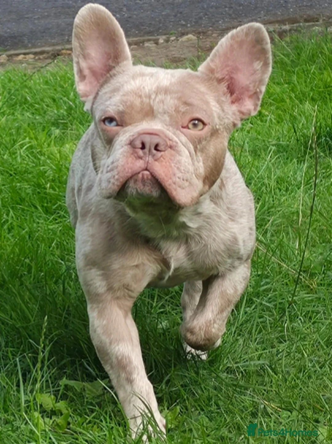 French Bulldog dogs for sale: Isabella Merle French Bulldog  - Advert 2
