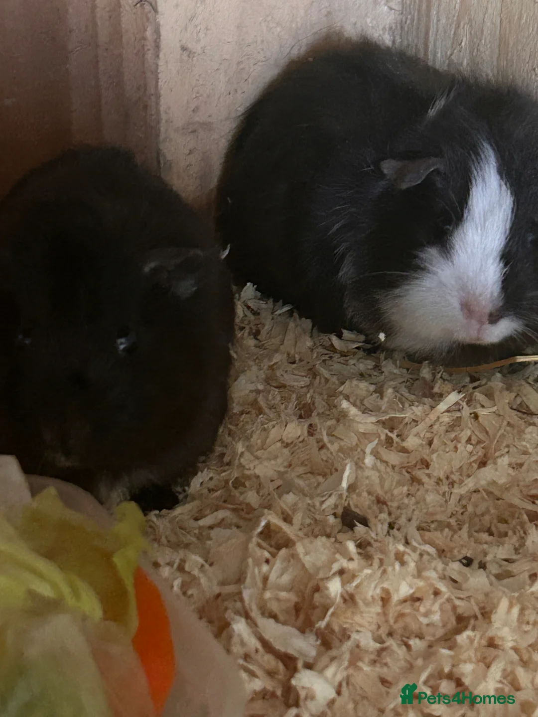 Guinea Pig rodents for sale: Young female guinea pigs - Advert 5