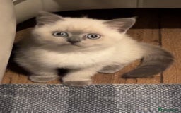 British Shorthair cats for sale: Colourpoint British Shorthair - Image 22