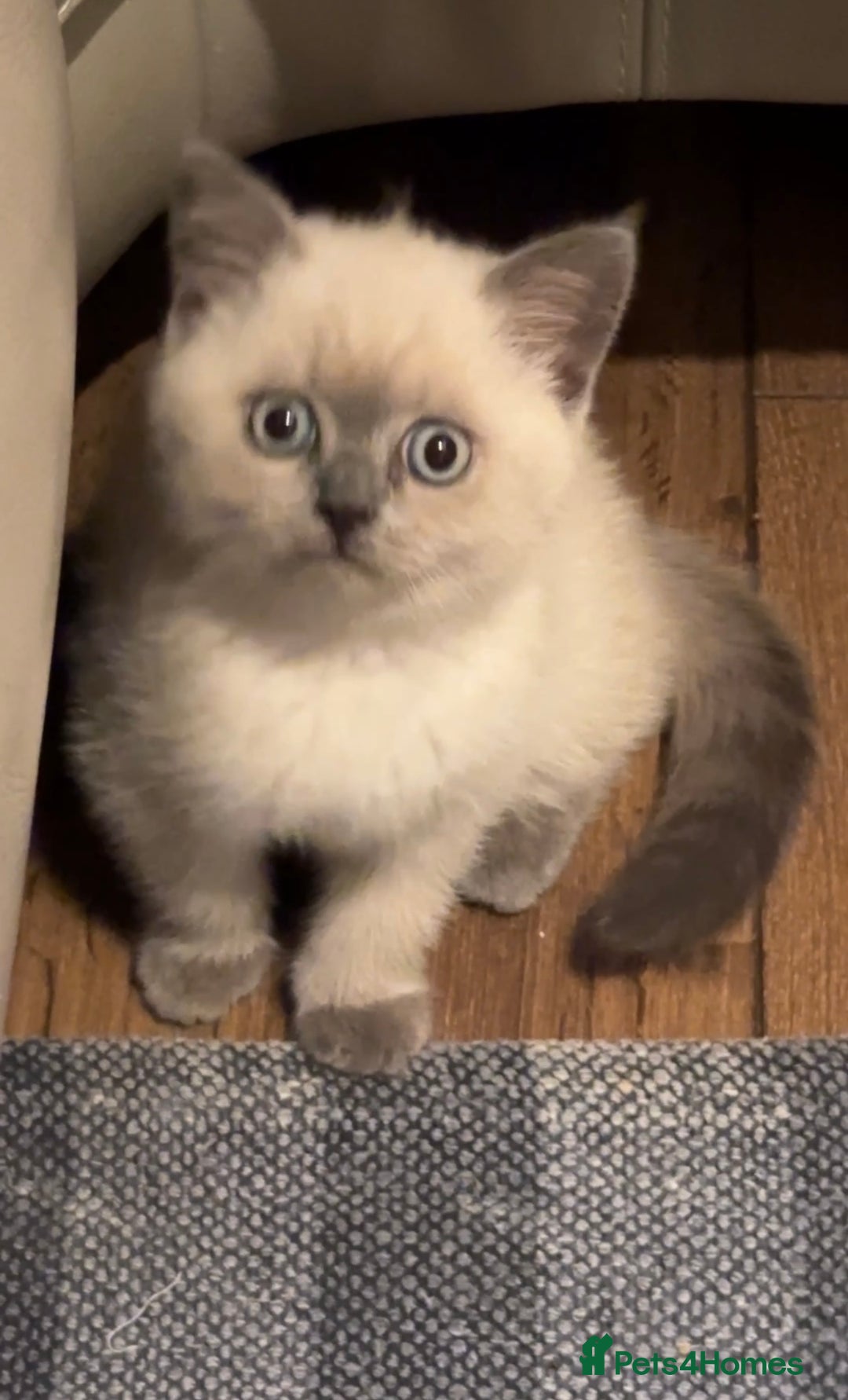 British Shorthair cats for sale: Colourpoint British Shorthair - Image 22