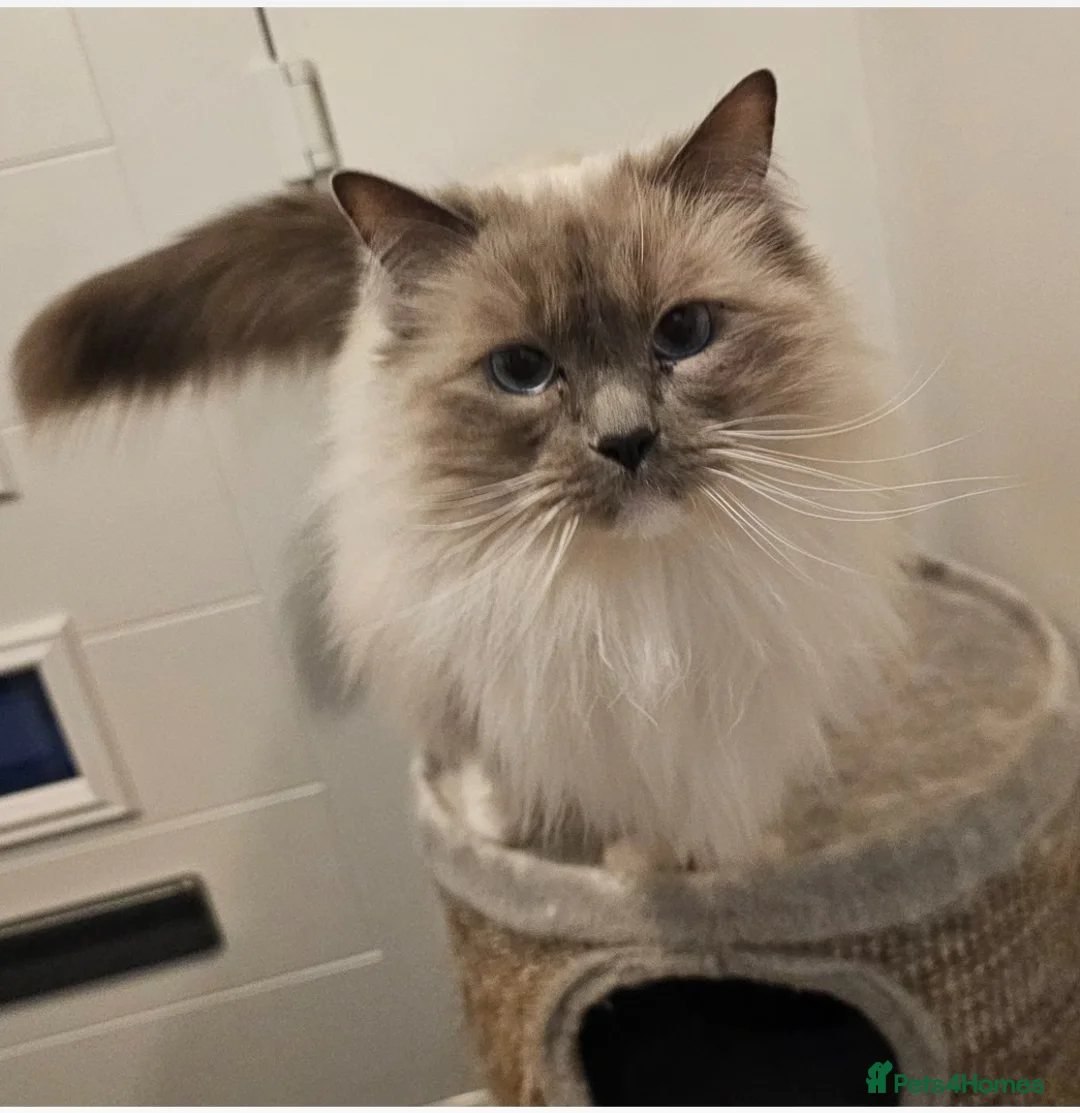 Ragdoll cats for sale: Loving Indoor Companion - Advert 2
