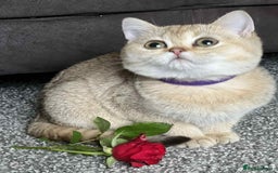British Shorthair cats for sale: BSH TICA Girls for sale - Image 11