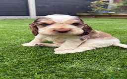 Cocker Spaniel dogs for sale: Quality English Show Cocker Spaniels (Serci Lines) - Image 15