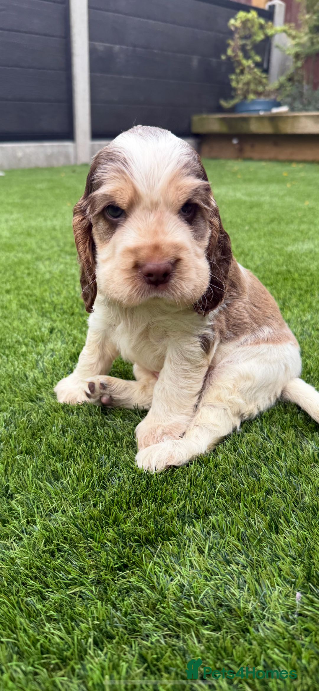 Cocker Spaniel dogs for sale: Quality English Show Cocker Spaniels (Serci Lines) - Image 15