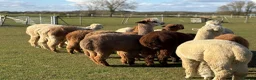 Alpaca livestock for sale: Variety of quality Females  - Advert 3