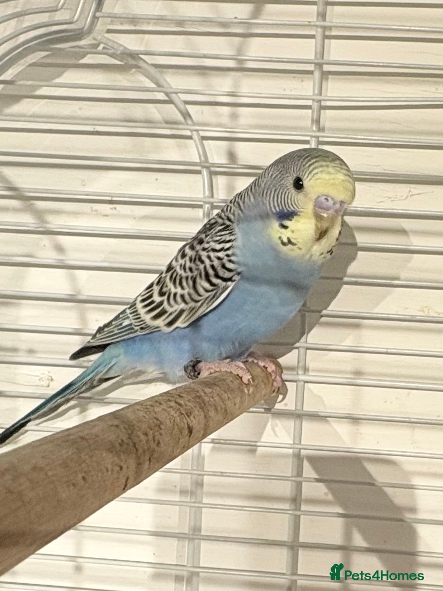 Budgerigars birds Young Budgies for sale  - Advert 12