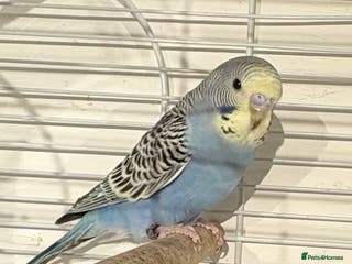 Budgerigars birds Young Budgies for sale - Advert 12