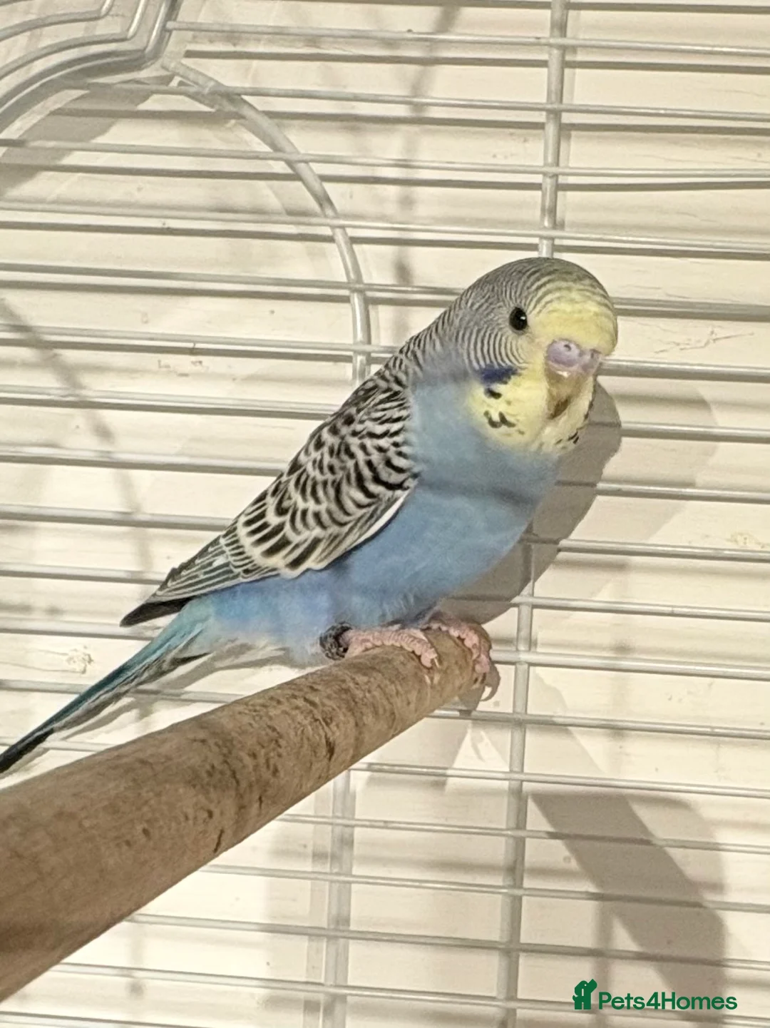 Budgerigars birds for sale: Young Budgies for sale  - Advert 2