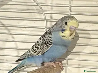 Budgerigars birds Young Budgies for sale - Advert 4