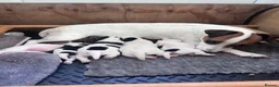 Jack Russell dogs for sale: Beautiful Jack Russell Puppies  in Hailsham - Advert 2