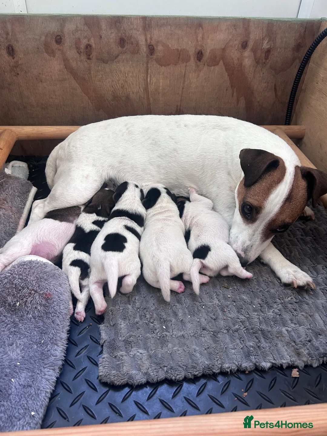 Jack Russell dogs for sale: Beautiful Jack Russell Puppies  in Hailsham - Advert 2