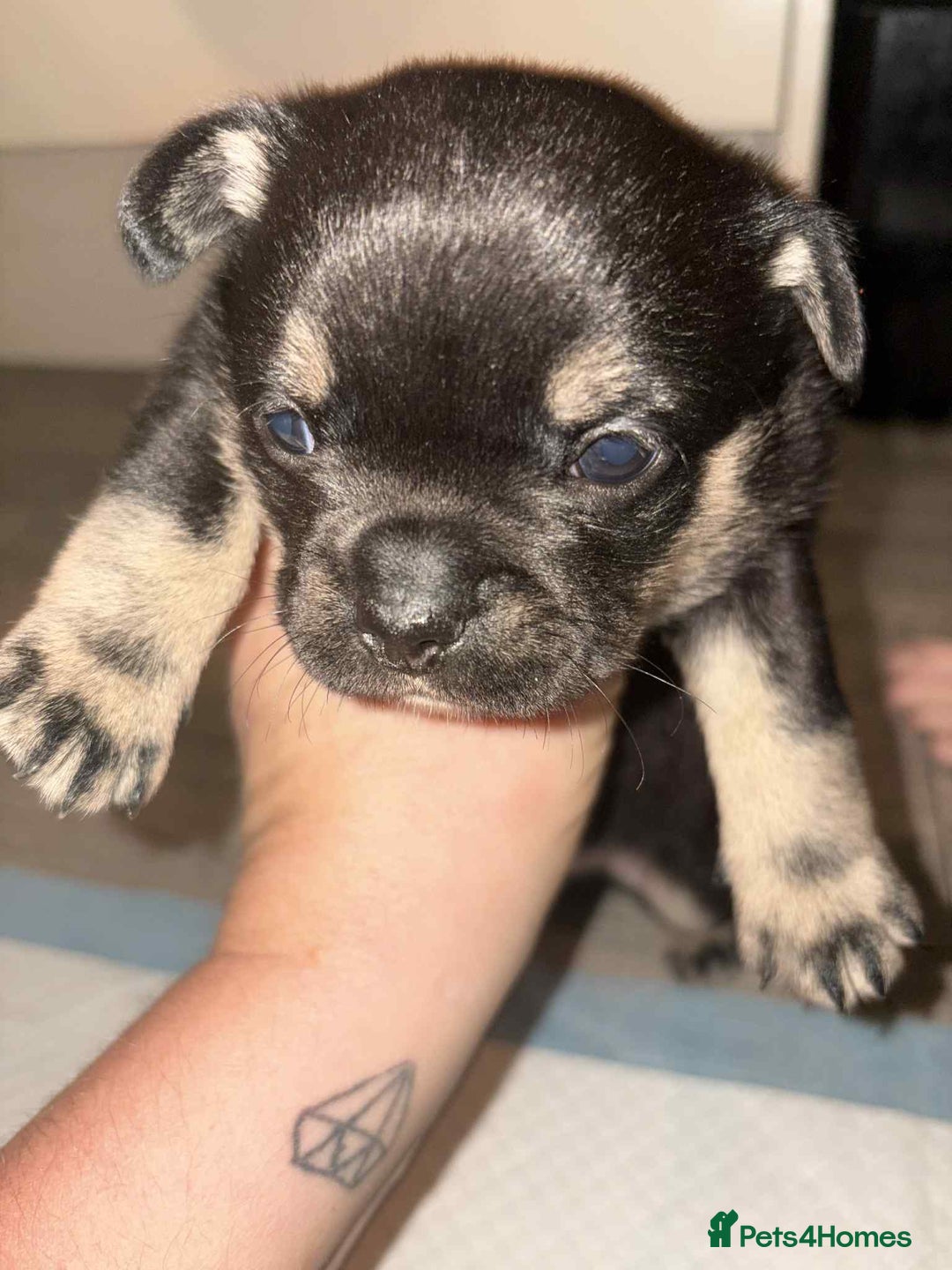 Mixed Breed dogs for sale: French Pom puppies  - Advert 9