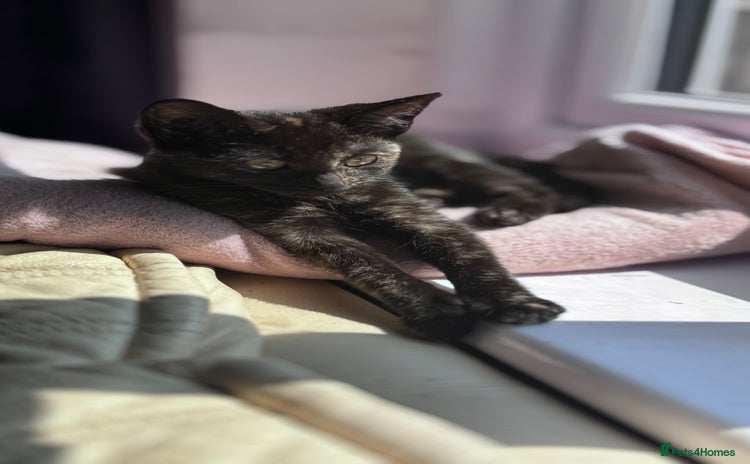 Mixed Breed cats - Advert 18