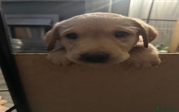 Goldador dogs for sale: Goldador puppies - Image 30