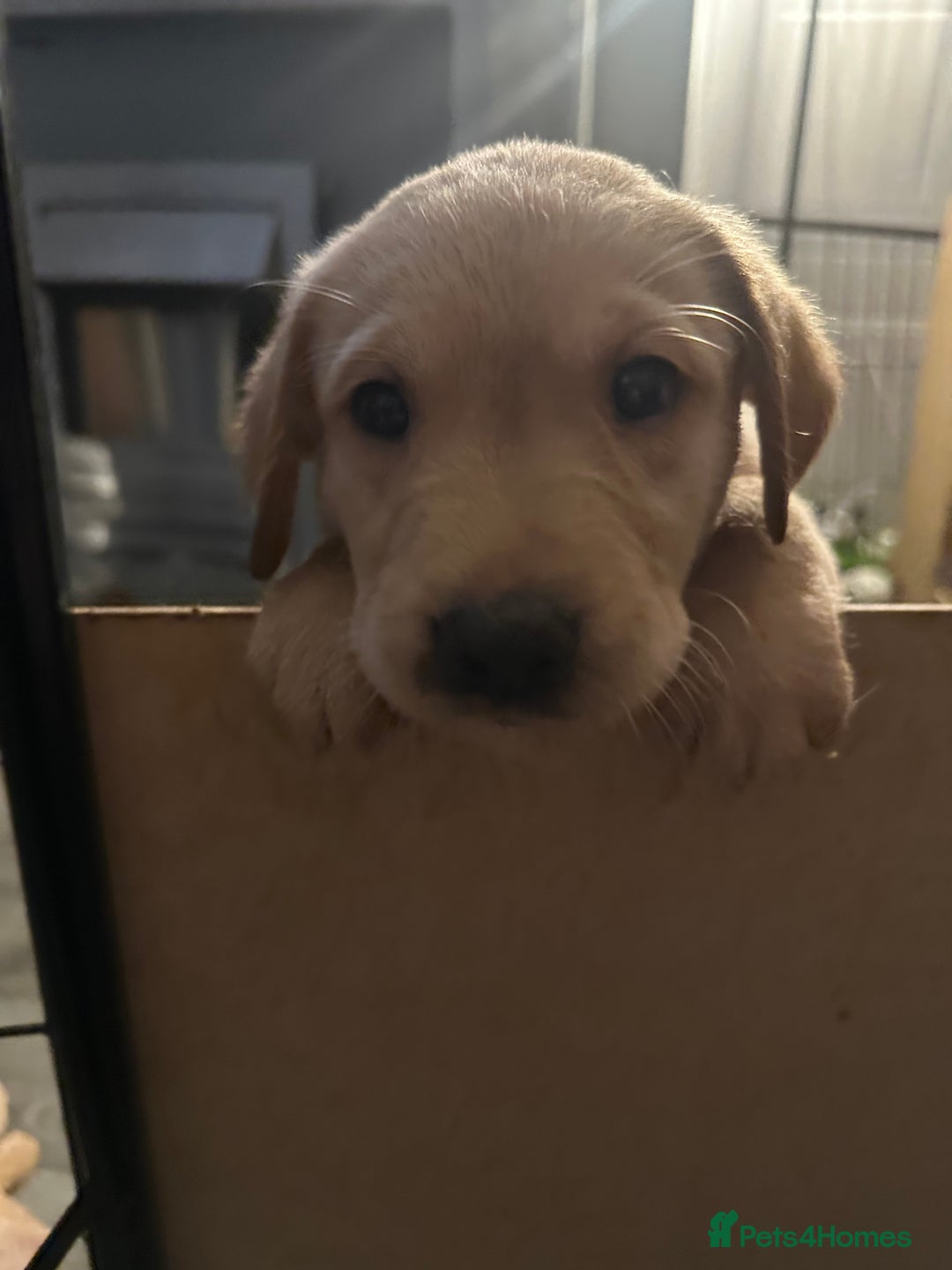 Goldador dogs for sale: Goldador puppies - Image 30