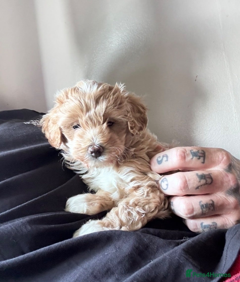 Maltipoo dogs Maltipoo pups lovely colours - Advert 2