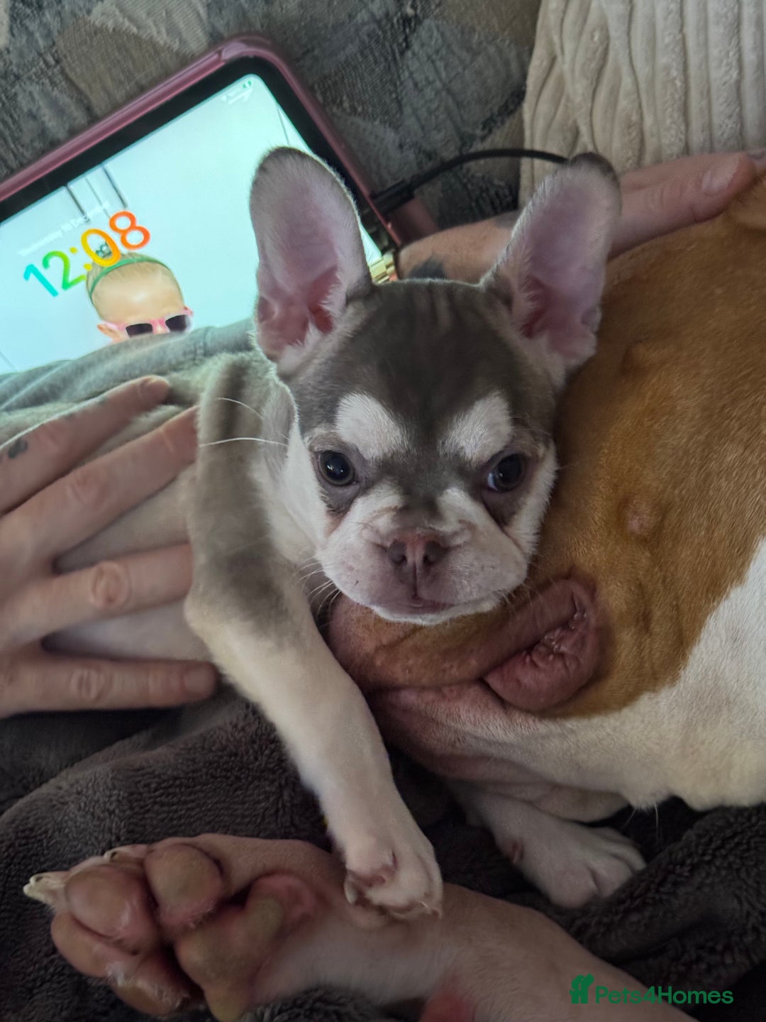 French Bulldog dogs for sale: eA husky French bulldog female - Advert 4