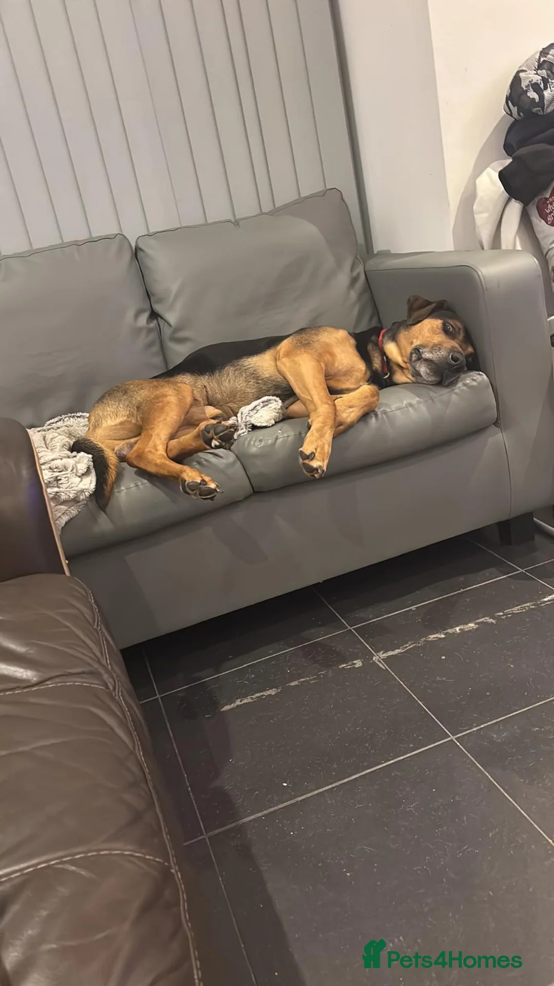 Mixed Breed dogs for sale: Milo 6 yr old in Cardiff - Advert 1