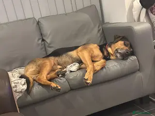 Mixed Breed dogs Milo 6 yr old - Advert 1