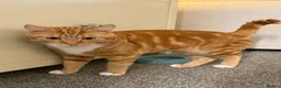 Mixed Breed cats for stud: Simba  - Advert 1
