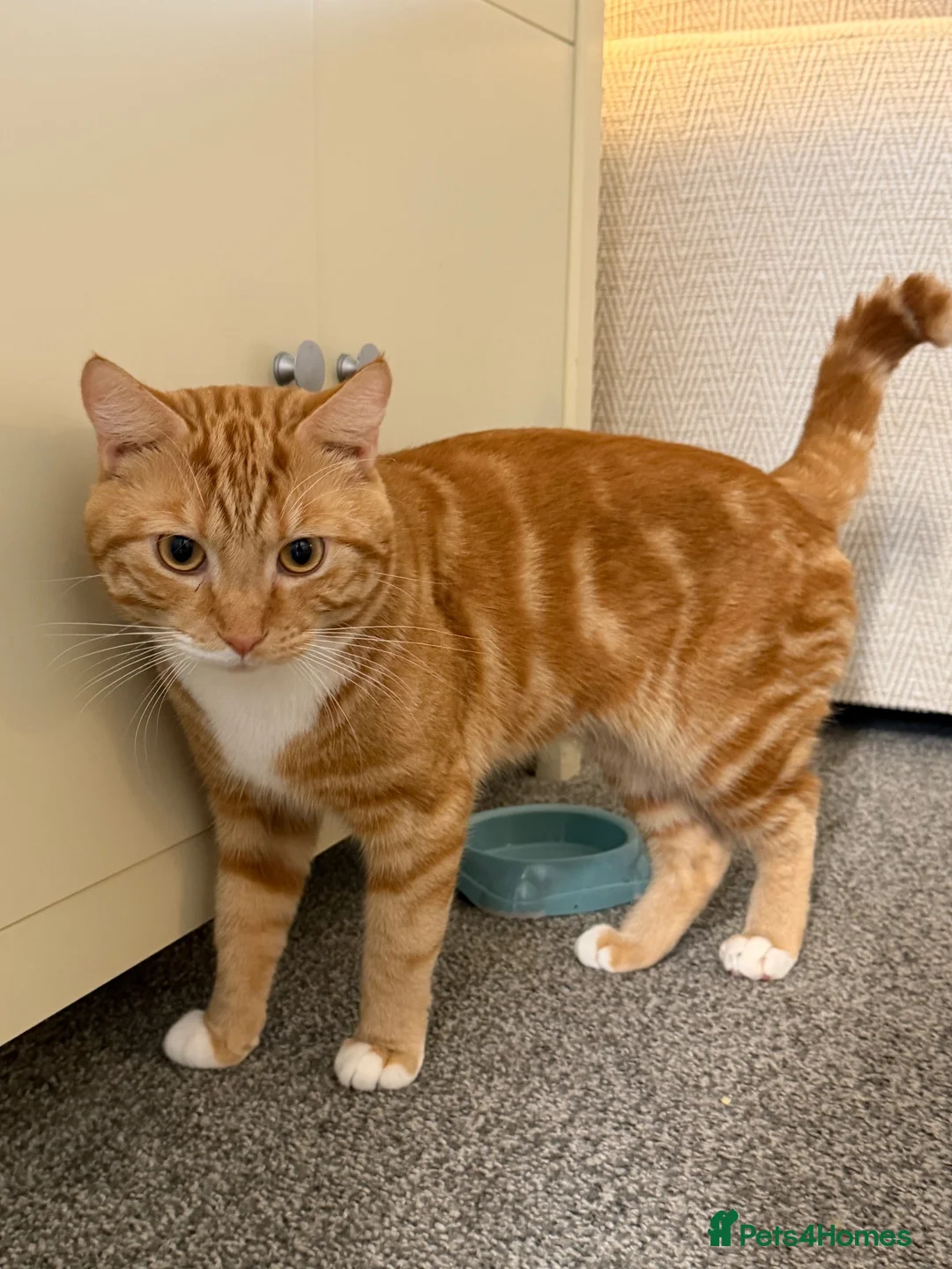 Mixed Breed cats for stud: Simba  - Advert 1