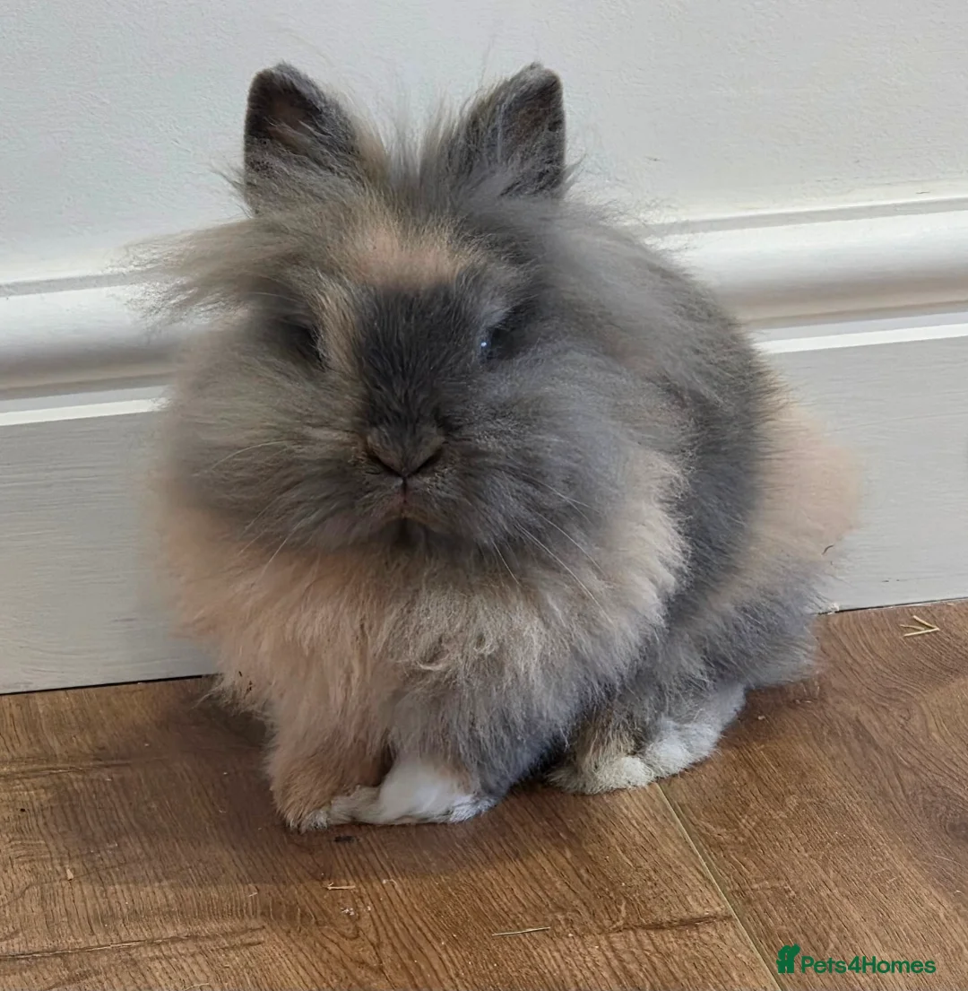 Mini Lion Lop rabbits for sale: Adorable mini lop female for rehoming  - Advert 1
