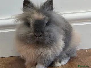 Mini Lion Lop rabbits Adorable mini lop female for rehoming - Advert 1