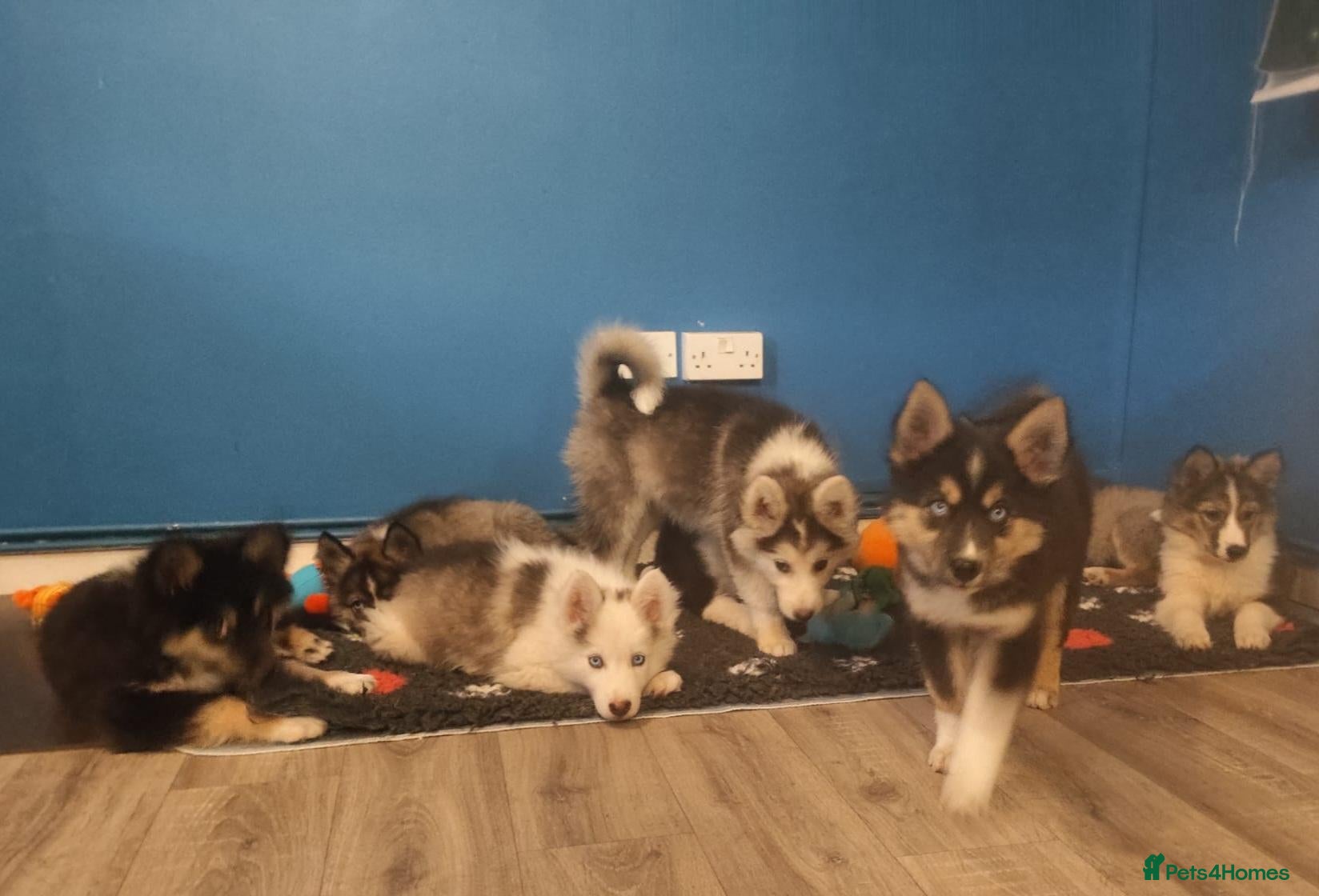 Siberian Husky dogs READY TO GO.PLEASE READ THE DESCRIPTION CAREFULLY. - Advert 1