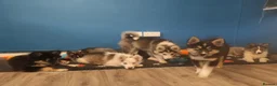 Siberian Husky dogs for sale: PLEASE READ THE DESCRIPTION CAREFULLY. - Advert 1