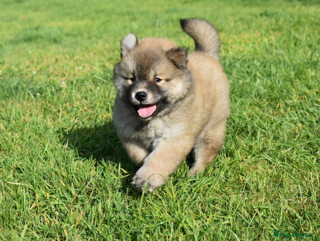 Chow Chow dogs for sale: Genuine Teddy Bear Chowski Puppies - Image 20