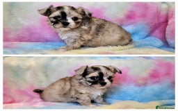 Chihuahua dogs for sale: Fluffy gorgeous chihuahua x Korean maltese  - Image 10