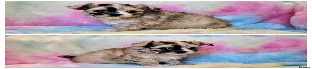 Chihuahua Puppy 4