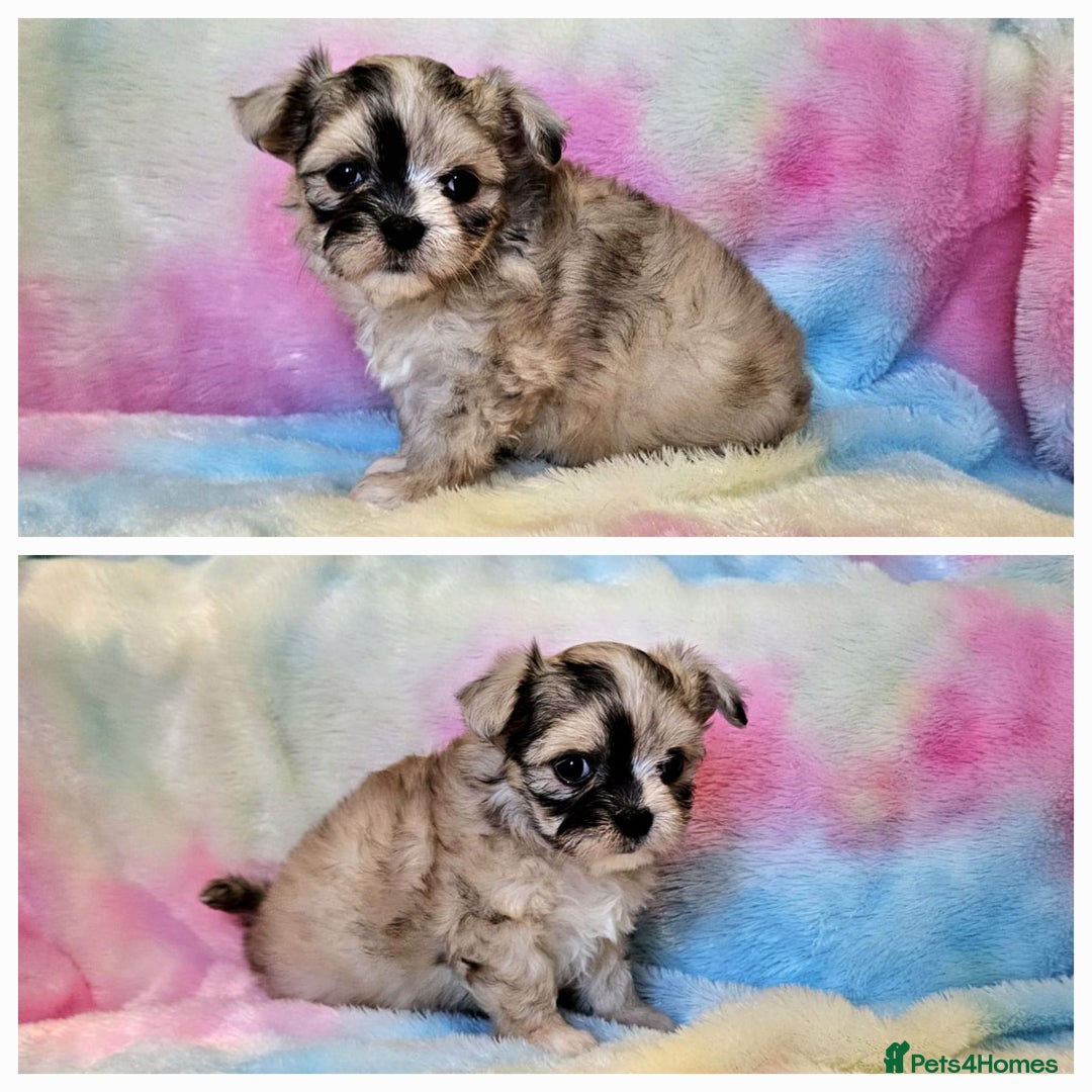 Chihuahua dogs for sale: Fluffy gorgeous chihuahua x Korean maltese  - Image 10