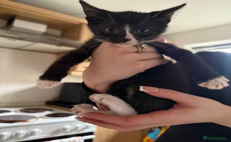 Mixed Breed cats - Advert 7