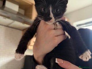 Mixed Breed cats - Advert 17