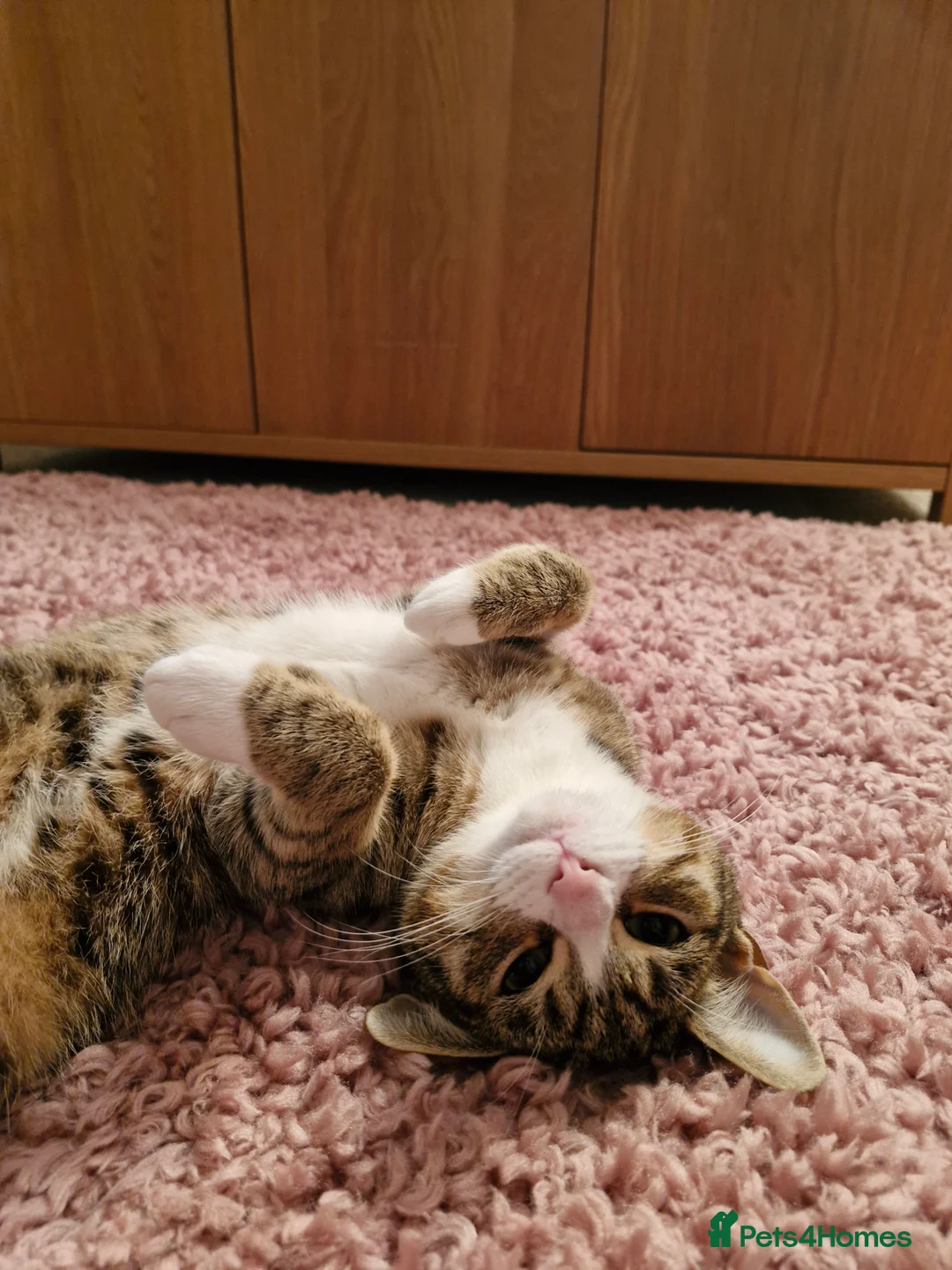 Mixed Breed cats for sale: Two female cats looking for a new home  - Advert 11