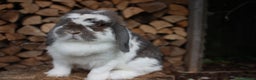 Mini Lop rabbits for sale: Adult mini lop rabbits  - Advert 7
