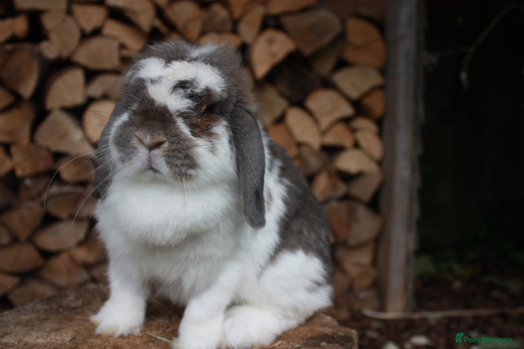 Mini Lop rabbits for sale: Adult mini lop rabbits  - Advert 7